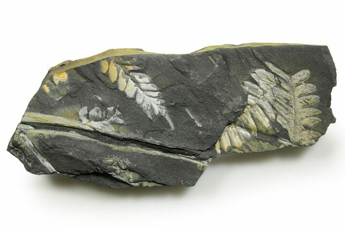 Fossil Seed Fern (Alethopteris & Pecopteris) Plate - Pennsylvania #377490